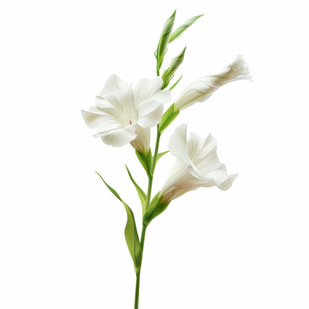 White gladiolus flower isolated on white background. File contains clipping path.の写真素材