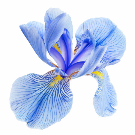 Blue iris flower isolated on white background. Closeup. Nature.