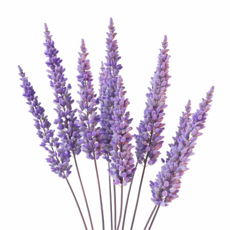 Lavender flowers bouquet isolated on white background. Purple lavender flowers.の写真素材