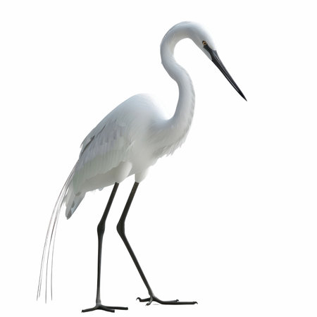 White Egret isolated on white background. 3D illustration. clipping pathの写真素材