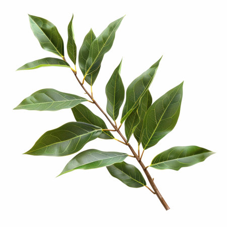 Bay leaf isolated on white background with clipping path. Bay leaves.の写真素材
