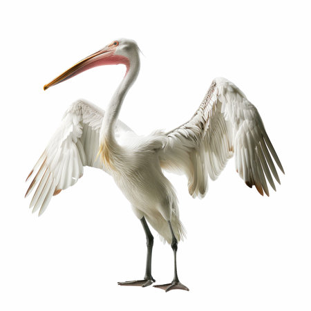 Great White Pelican, Pelecanus onocrotalus, in front of a white backgroundの写真素材