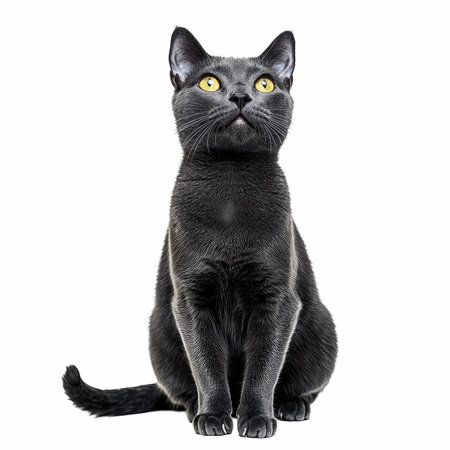 Black cat with yellow eyes sits on a white background. Isolated.の写真素材