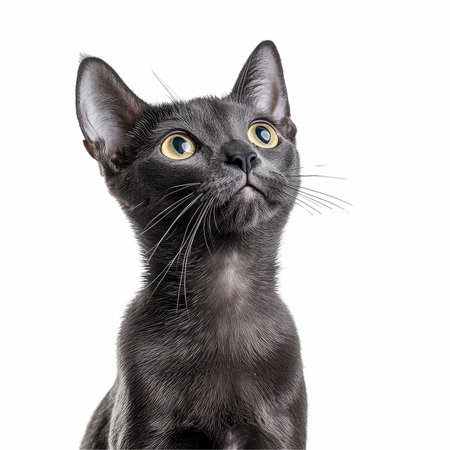 Portrait of a black cat looking at the camera, isolated on whiteの写真素材