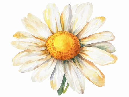 Chamomile flower. Hand drawn watercolor illustration on white backgroundの写真素材