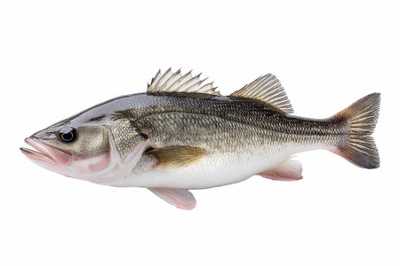 Fresh sea bass fish isolated on white background. Clipping path included.の写真素材