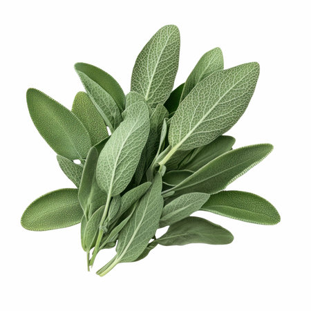 Fresh sage leaves isolated on white background. Top view. Flat lay.の写真素材