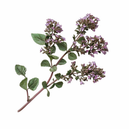 Fresh twig with flowers isolated on white background.の写真素材