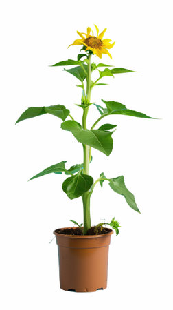Sunflower in pot isolated on white background, clipping path included.の写真素材