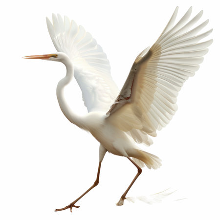 Great egret, Ardea alba, in front of a white backgroundの写真素材