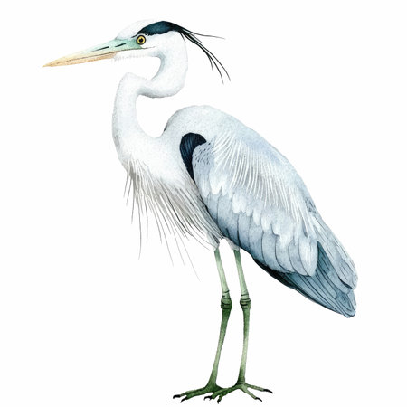 Watercolor illustration of heron. Isolated on white background.の写真素材