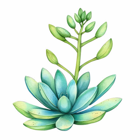 Succulent plant. Hand drawn watercolor illustration isolated on white backgroundの写真素材