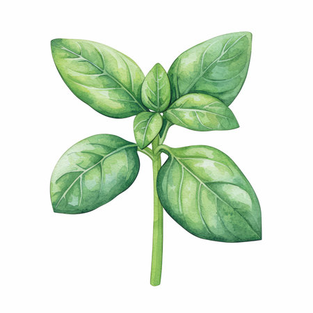 Basil leaves isolated on white background. Hand drawn watercolor illustration.の写真素材