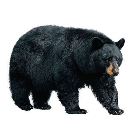 A high-quality cutout of an isolated black bear, showcasing its fur and characteristic features, ideal for wildlife and nature projects.の写真素材