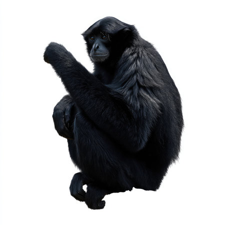 This quality cutout features an isolated siamang, a black ape in a natural pose, showcasing its serene and intelligent nature. Perfect for wildlife themes.の写真素材