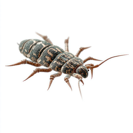 This high-quality isolated image features a detailed view of a louse, perfect for scientific studies...