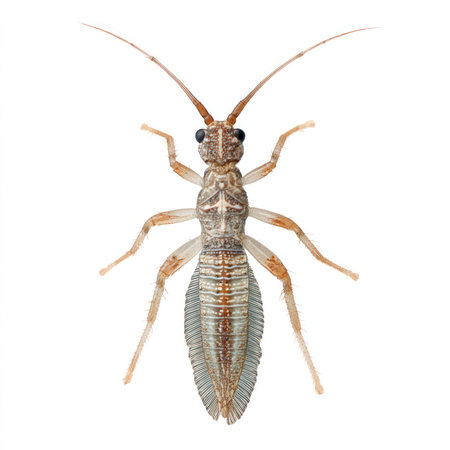 High-quality image of a thrips insect showcasing its anatomical details on a white background,...