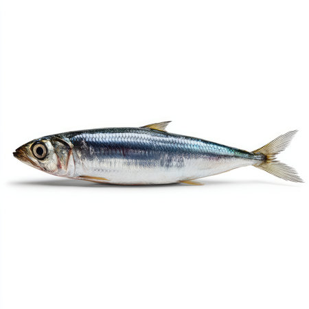 This isolated cutout of a fresh anchovy fish on a white background showcases its silvery sheen,...