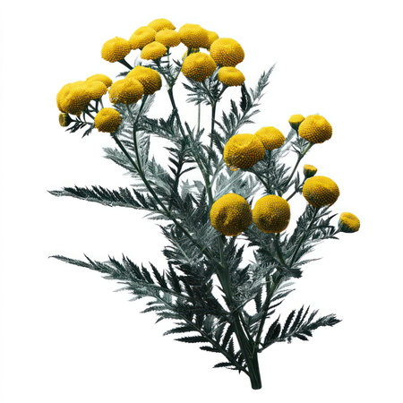 A beautiful isolated image of a tansy flower with bright yellow blooms and lush green leaves, perfect for various stock photography applications.の写真素材