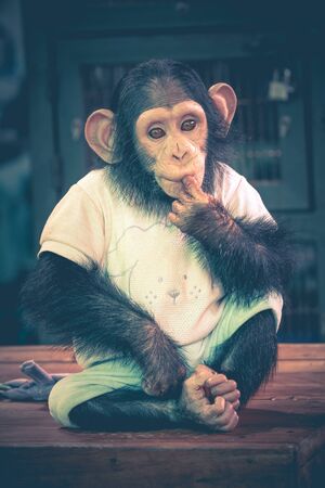 Cute Chimpanzee Wear Clothing Sit on Table - Samut Prakan, Thailandの写真素材