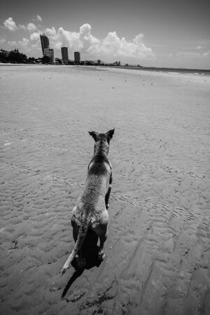 Dog on the beach in Hua Hin - Prachuap Khiri Khan, Thailandの写真素材