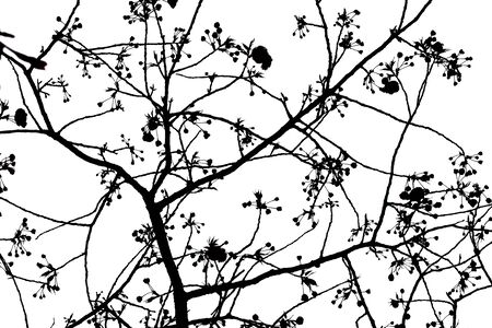 Silhouette of Sakura Treeの写真素材