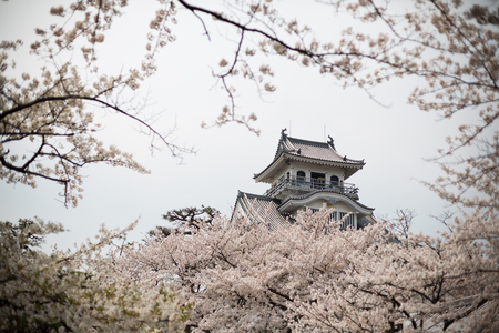 Nagahama Castle with Sakura (Cherry Blossom) at Ho Park - Nagahama, Japanのeditorial素材