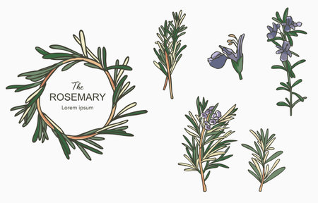 Line herbal collection with rosemary.Vector illustration for icon,sticker,printable and tattooのイラスト素材