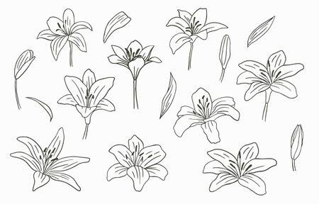 Black line flower collection with lily on white backgroundのイラスト素材
