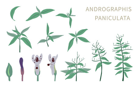 Andrographis; paniculata object for health on white backgroundのイラスト素材