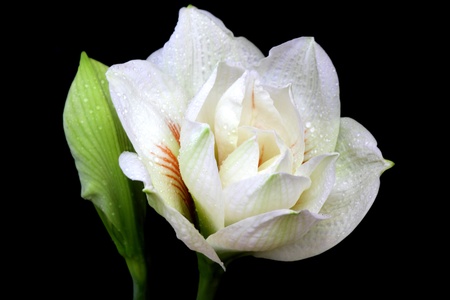 Amaryllis flowers の写真素材