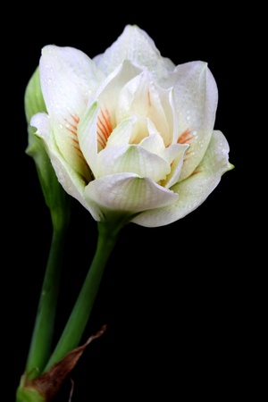 Amaryllis flowers の写真素材