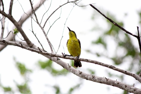  Yellow-bellied Sunbirdの写真素材