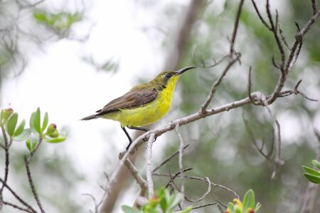  Yellow-bellied Sunbirdの写真素材