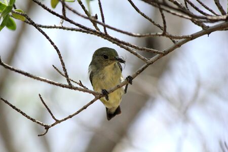 Dicaeum cruentatumの写真素材