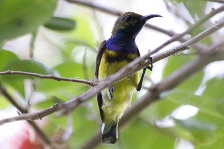  Yellow-bellied Sunbirdの写真素材