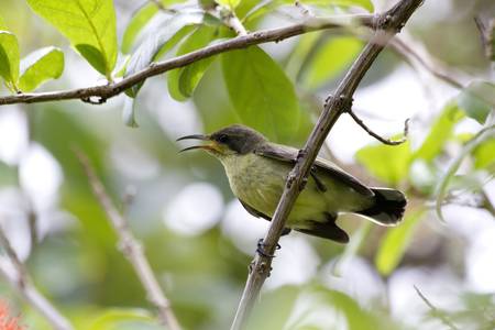  Yellow-bellied Sunbirdの写真素材