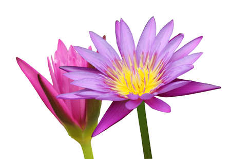Beautiful lotus(Single lotus flower isolated on white background)の写真素材