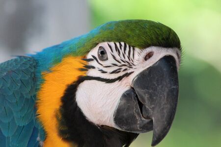 Blue and Yellow Macawの写真素材