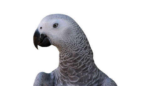 Portrait of an African Grey birdの写真素材