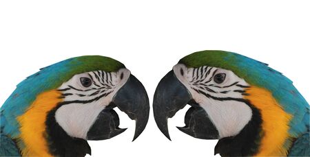 Macaw parrot isolated on white backgroundの写真素材