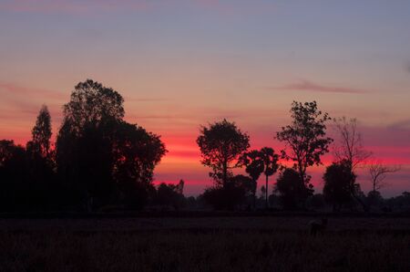 Sunriseの写真素材