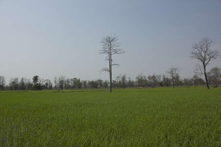 Green grassの写真素材