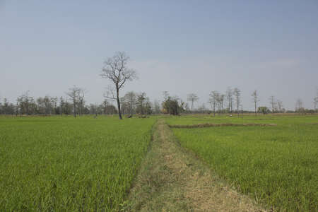 Green grassの写真素材