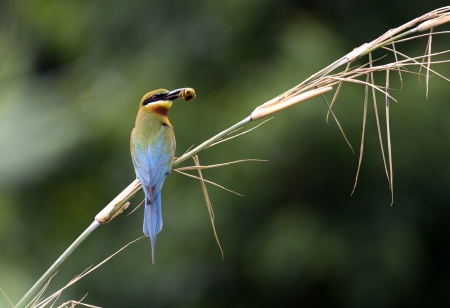  Blue-tailed bee-eaterの写真素材