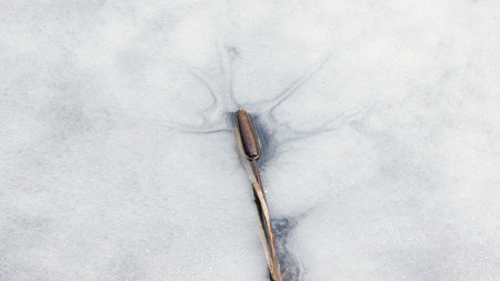 Reed