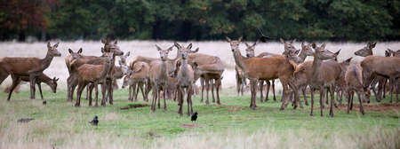 Female Deerの写真素材