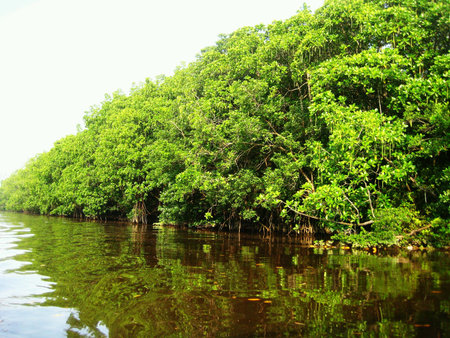 mangrove tree in rainforestの素材