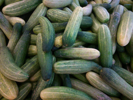 Closeup of fresh cucumbersの素材