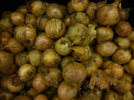 Closeup of a group of red onionの素材